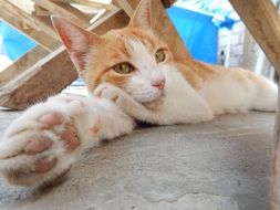 red cat resting