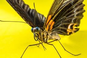 Butterfly on a yellow background