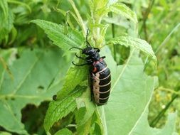 Big Beetle on a leaf
