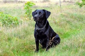 black labrador on green grass