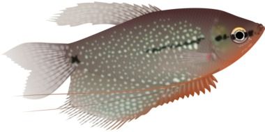 Aquarium Fish drawing