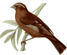 painted bird with brown feathers on a tree branch