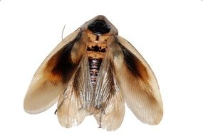 Cockroach Insect