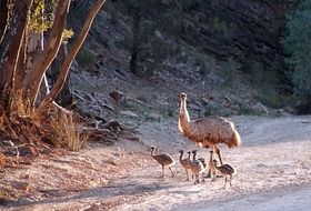 Emus Australia