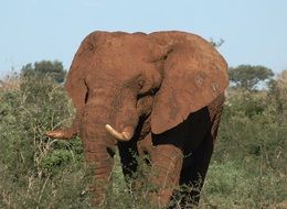 Wild large elephant