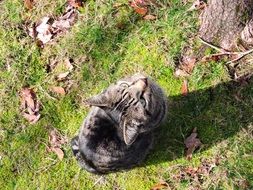 gray cat looks to a tree