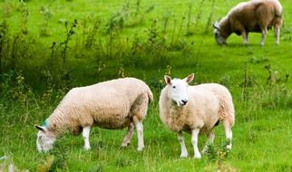 sheep graze on a green pasture