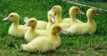 small Ducks Chicks