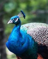 blue peacock outdoors