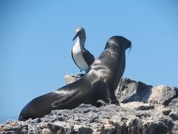 Seal and blue footed booby