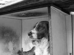 thoughtful dog looking out furniture