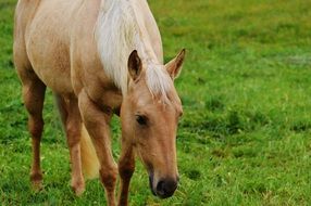 grazing light brown horse