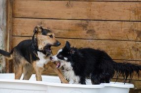 border collie playing with mongrel in water