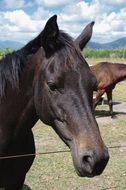 head of a black thoroughbred horse close up