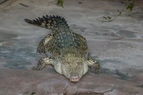 dangerous crocodile on the bank