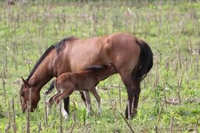 horse with a baby horse