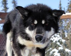 husky sled dog