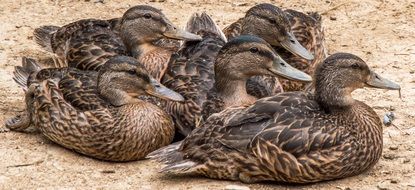 Ducks sitting Group portrait