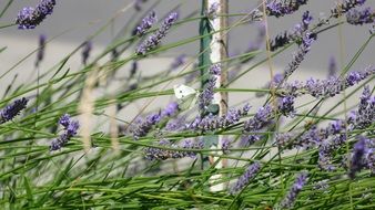 Lavender Purple Garden
