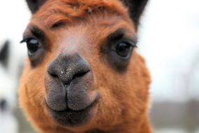 portrait of a brown and black alpaca animal