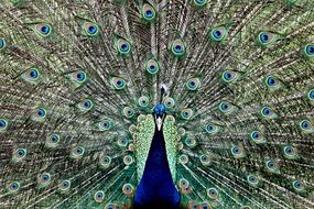 peacock with a gorgeous tail