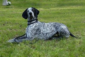 Animal Dog Hunting