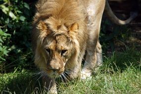 Lion on the grass