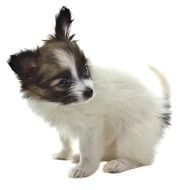 cute puppy on the white background