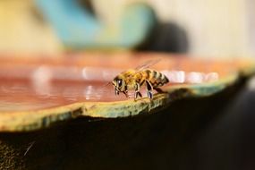 bee sits on honey