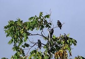 European Starling on tree