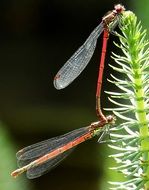 mating couple of red dragonflies