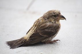 delectable Crossbill Bird
