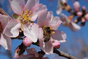 bee collects pollen on a white flower