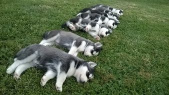 husky puppies sleep on the lawn