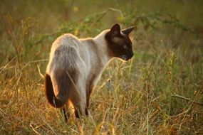 walking siamese cat in evening