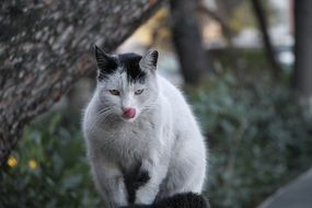 Portrait of the white and black cat