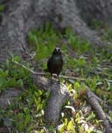 Greater Antillean Grackle Bird in a forest