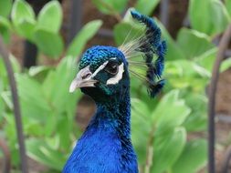 blue Peafowl Head colorful portrait