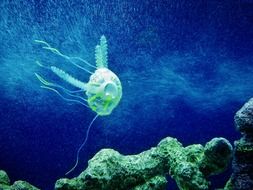 blue jellyfish in the blue expanses