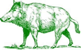 Boar green drawing