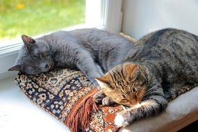 sleeping cats on the windowsill