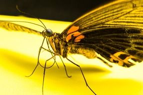 butterfly with black wings on the surface