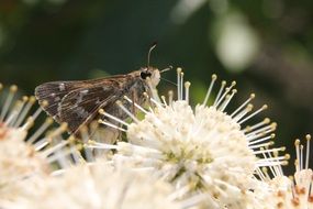 butterfly moth on an unusual plant