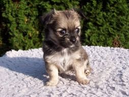 puppy on a bedspread on green grass
