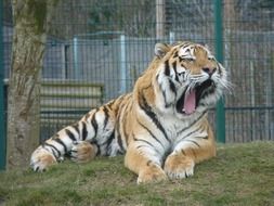 tiger endangered