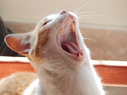 white cat yawns