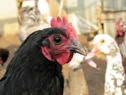 head of a black hen on a blurred background