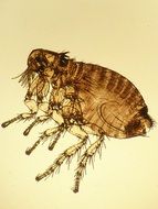 Picture of Parasite Of Rabbit Insect