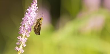 butterfly eats pollen from flower