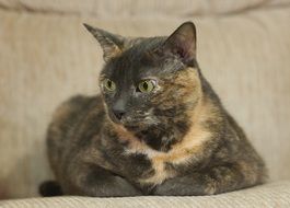the cat is lying on the couch